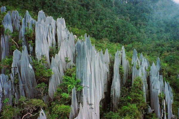 سفر ماليزيا - الغابات المطرية